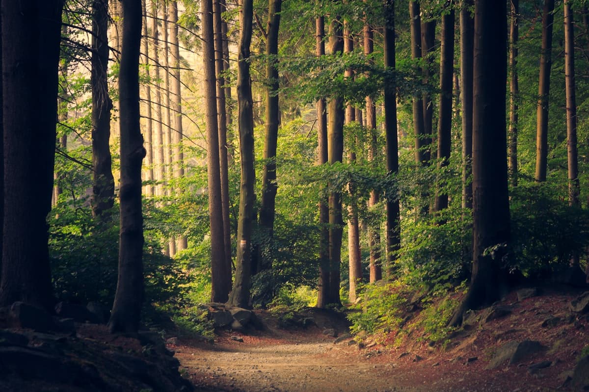 Tall trees and a sunlit path through the forest
